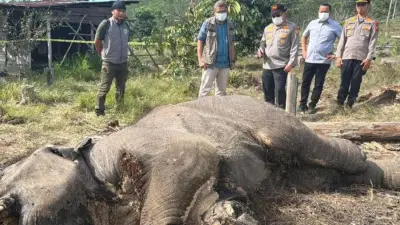 Kasus Pembunuhan Gajah Sumatra Terungkap, 15 Tersangka Terancam Hukuman Berat