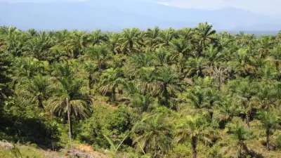 Kementan Perkuat ISPO untuk Industrialisasi Sawit Berkelanjutan dan Daya Saing Global