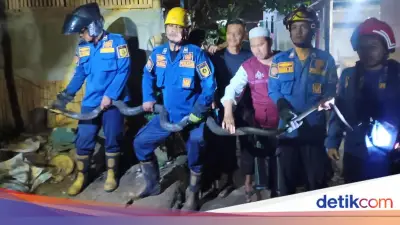 King Kobra 4 Meter Ditemukan di Sekitar Pot Tanaman Warga Bogor