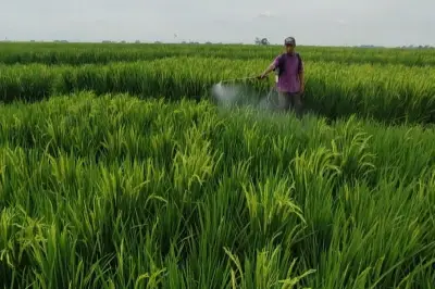 Konflik AS-Israel-Iran Ancam Pasokan Pupuk Global, Picu Risiko Krisis Pangan