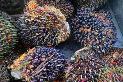 Konflik Timur Tengah Soroti Peran Strategis Sawit Indonesia di Pasar Global