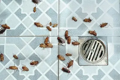 Mengapa Kecoa Sering Muncul di Area Lembab dan Basah di Rumah?