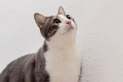 Mengapa Kucing Suka Menatap Dinding? Ini Penjelasan Ilmiahnya