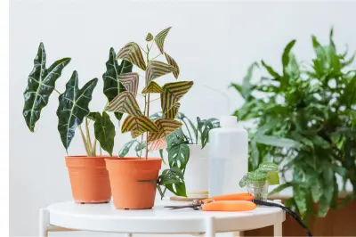 Menyemprot vs Menyiram Tanaman Hias: Mana yang Lebih Efektif untuk Hidrasi?