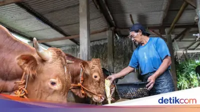 Pemprov DKI Bangun Kandang Sapi Baru di Ciangir, Kapasitas 1.000 Ekor