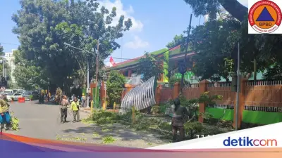 Pohon Trembesi Tua Tumbang di Depan SMKN 3 Jakarta, Tiga Pengendara Terluka
