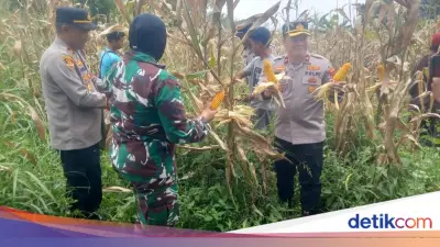 Polisi Bogor Panen 10 Ton Jagung di Sukamantri, Targetkan 500 Ton untuk Bulog