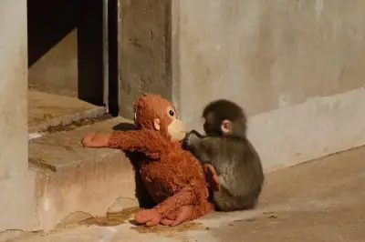 Punch Bayi Kera Yatim Piatu Mulai Lepas dari Boneka Orangutan Penghiburnya