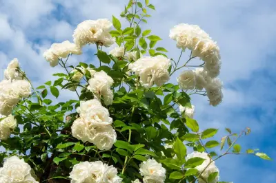 Rahasia Menanam Mawar Lebih Subur dengan Tanaman Pendamping yang Tepat