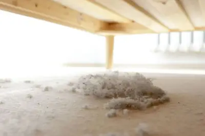 Rumah Berdebu Picu Alergi, Ini Cara Efektif Mengurangi Tungau dan Kotoran