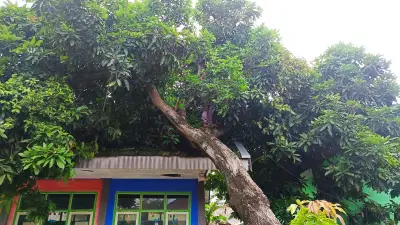 Tiga Pohon Trembesi Tumbang di Pakubuwono Jaksel, Timpa Halte dan Pengendara Motor