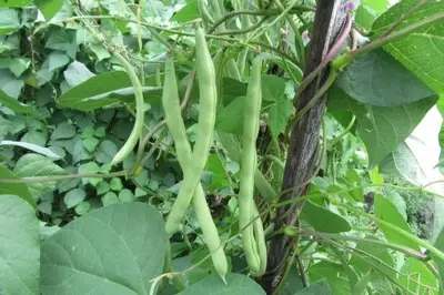 Tips Memilih Sayuran yang Cocok Ditanam di Bedengan Kebun untuk Panen Melimpah