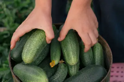 Tips Menyimpan Mentimun agar Tetap Segar dan Renyah Lebih Lama