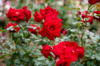 Tips Merawat Bunga dalam Pot agar Tetap Subur dan Mekar Indah