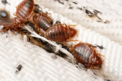 Waspada Kutu Kasur Saat Bepergian, Pakar Ungkap Cara Hindari Serangannya