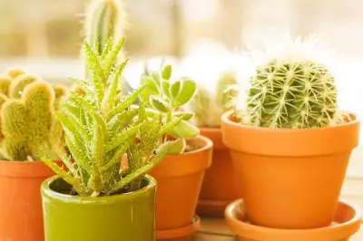 Waspadai Kesalahan Penggunaan Pot Terakota yang Bikin Tanaman Cepat Kering