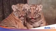 Anak Harimau Benggala Usia 8 Bulan Mati di Bandung Zoo, BBKSDA Selidiki Penyebab