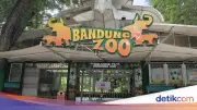 BKSDA Jabar Ungkap Infeksi Virus FPV Penyebab Kematian Dua Anak Harimau Benggala di Bandung Zoo
