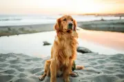 Golden Retriever: Paket Komplet Anjing Keluarga dengan Kecerdasan Emosional Tak Tertandingi