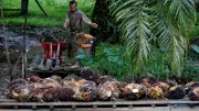 IPB University: Limbah Sawit Berpotensi Jadi Produk Bernilai Ekonomi Tinggi