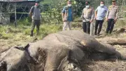 Kasus Pembunuhan Gajah Sumatra Terungkap, 15 Tersangka Terancam Hukuman Berat