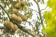 Musang King, Raja Durian Malaysia yang Dilindungi Hukum Ekspor Ketat