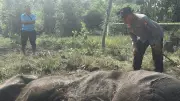 Pemilik Lahan Tersangka Kasus Kematian Anak Gajah di Taman Nasional Tesso Nilo