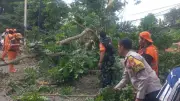 Pemprov DKI Tanggung Biaya Pemakaman Korban Tewas Tertimpa Pohon Tumbang di Jaksel