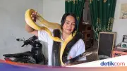 Rika di Jombang Jadi Penari Ular Demi Biaya Hidup 17 Piton Peliharaan