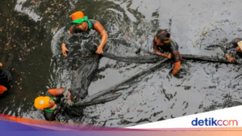 Pemprov DKI Basmi Ikan Sapu-sapu, Hampir 7 Ton Ditumpas dalam Sehari