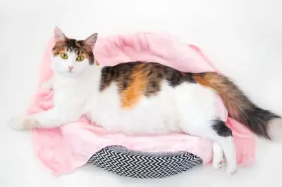 5 Perilaku Kucing yang Sering Disalahpahami Manusia