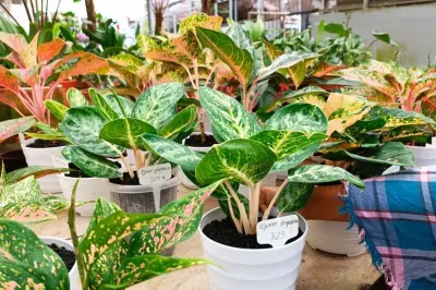 5 Tanaman Hias Berwarna Mencolok untuk Dekorasi Rumah