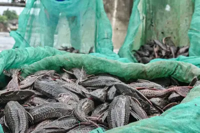 68.880 Ekor Ikan Sapu-sapu Ditangkap di Sungai Ciliwung dalam 3,5 Jam