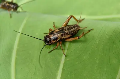 Cara Alami Usir Jangkrik dari Rumah, Gunakan Minyak Esensial Peppermint