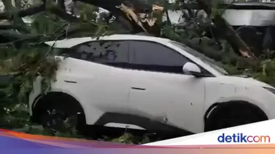 Cuaca Ekstrem Bogor: Pohon Tumbang Rusak Rumah, Timpa Mobil, dan Rusak Sekolah