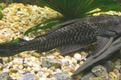 Dokter Peringatkan Bahaya Konsumsi Ikan Sapu-Sapu, Ini Dampak Kesehatannya