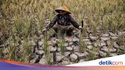 El Nino 'Godzilla' dan IOD Positif Diprediksi Landa Indonesia April-Oktober 2026