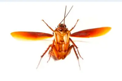 Fakta Ilmiah di Balik Kecoa Terbang yang Seolah Menyerang Wajah Manusia