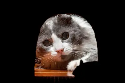 Fakta Mengejutkan: Kucing Bukan Solusi Terbaik Usir Tikus dari Rumah