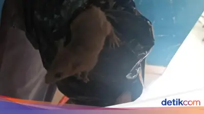 Heboh di SMKN 8 Semarang: Tikus Keluar dari Boks Makan Bergizi Gratis (MBG)