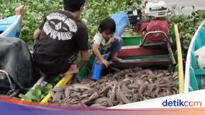 Ikan Sapu-sapu Dibasmi di Jakarta, Dikonsumsi Warga Sidrap
