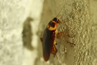 Kecoa Bukan Serangga Soliter, Ternyata Punya Struktur Sosial Kompleks