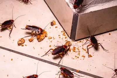 Kecoa di Rumah: Ancaman Kesehatan Tersembunyi yang Sering Diabaikan