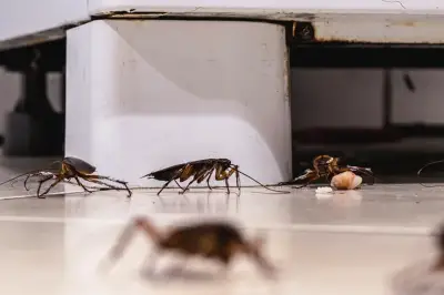 Kecoa di Rumah Bisa Sebabkan Keracunan Makanan hingga Tipes