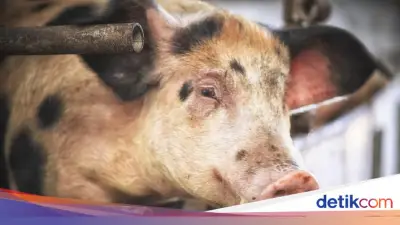 Kilas Balik: AS dan Inggris Hampir Berperang Hanya Karena Seekor Babi