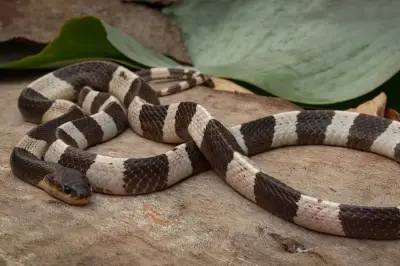 Kisah Wanita Muda China Beternak 60.000 Ular Berbisa, Raup Rp2,5 M per Tahun