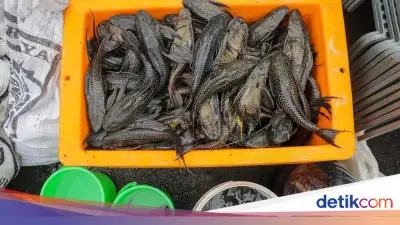 KPKP DKI Pastikan Pemusnahan Ikan Sapu-sapu Diawasi Ketat, Langsung Dikubur