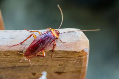 Menginjak Kecoak Ternyata Berbahaya, Bisa Sebarkan Penyakit di Rumah