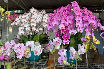 Metode Tanam Anggrek di Air: Solusi Kontrol Kelembapan dan Cegah Busuk Akar