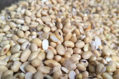 Mitos atau Fakta: Benarkah Konsumsi Kedelai Berbahaya Bagi Hormon? Ini Penjelasannya